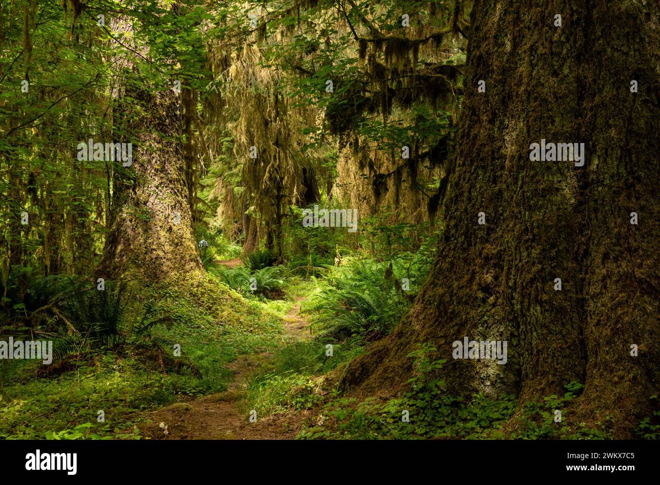 Excursionista desaparece en la selva tropical Hoh en el Parque Nacional Olímpico Foto de stock