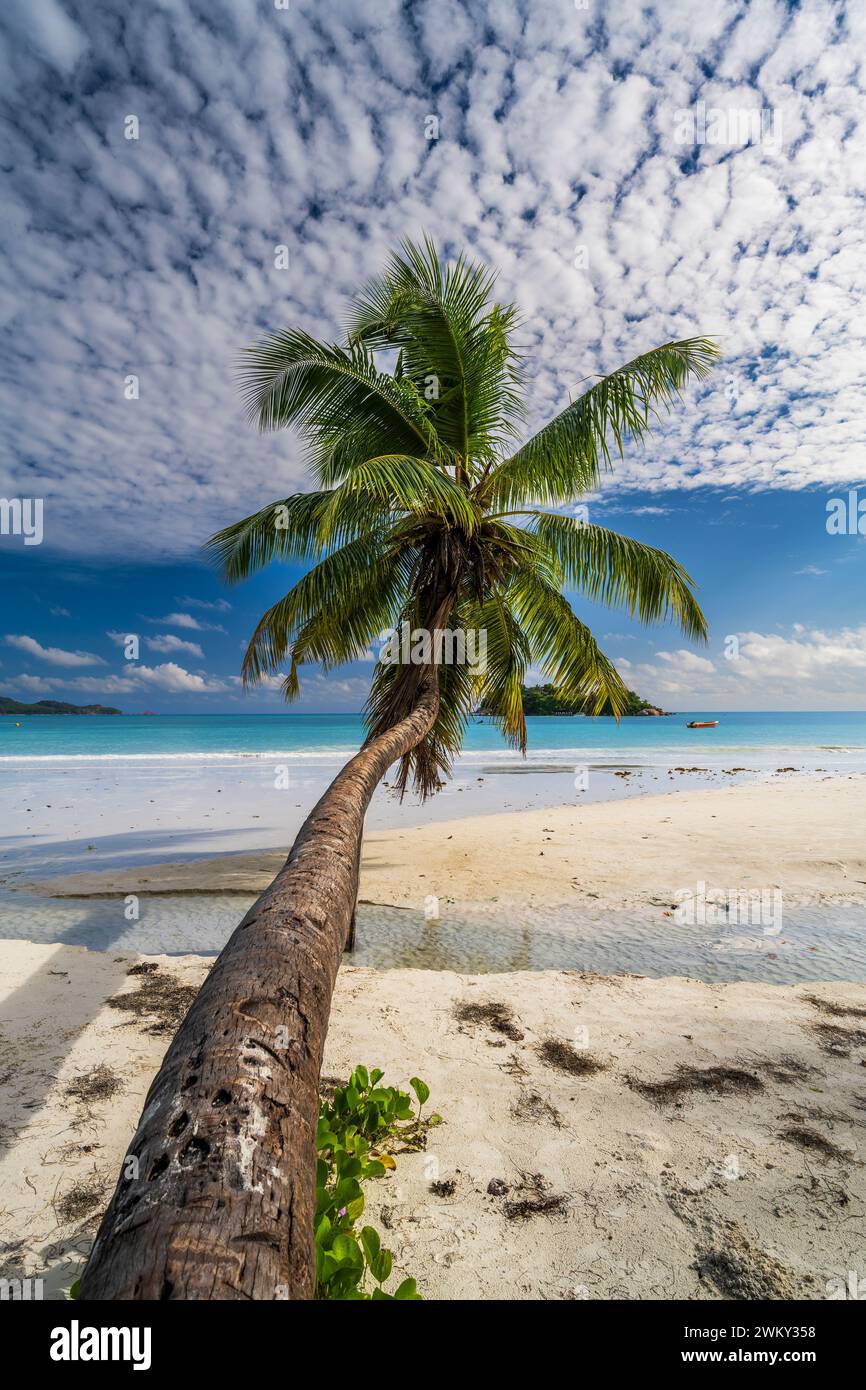 Palmera, playa Anse Volbert, Praslin, Seychelles Foto de stock