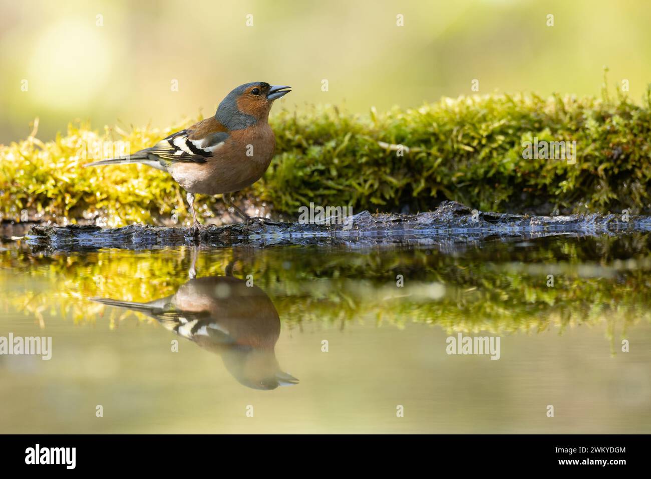 Pájaro chaffinch macho Fringilla coelebs posando en charco del bosque, tiempo de primavera Foto de stock