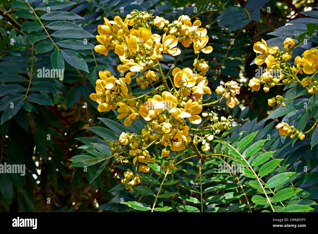 Flores del árbol de la maravilla dorada (Senna spectabilis) Foto de stock