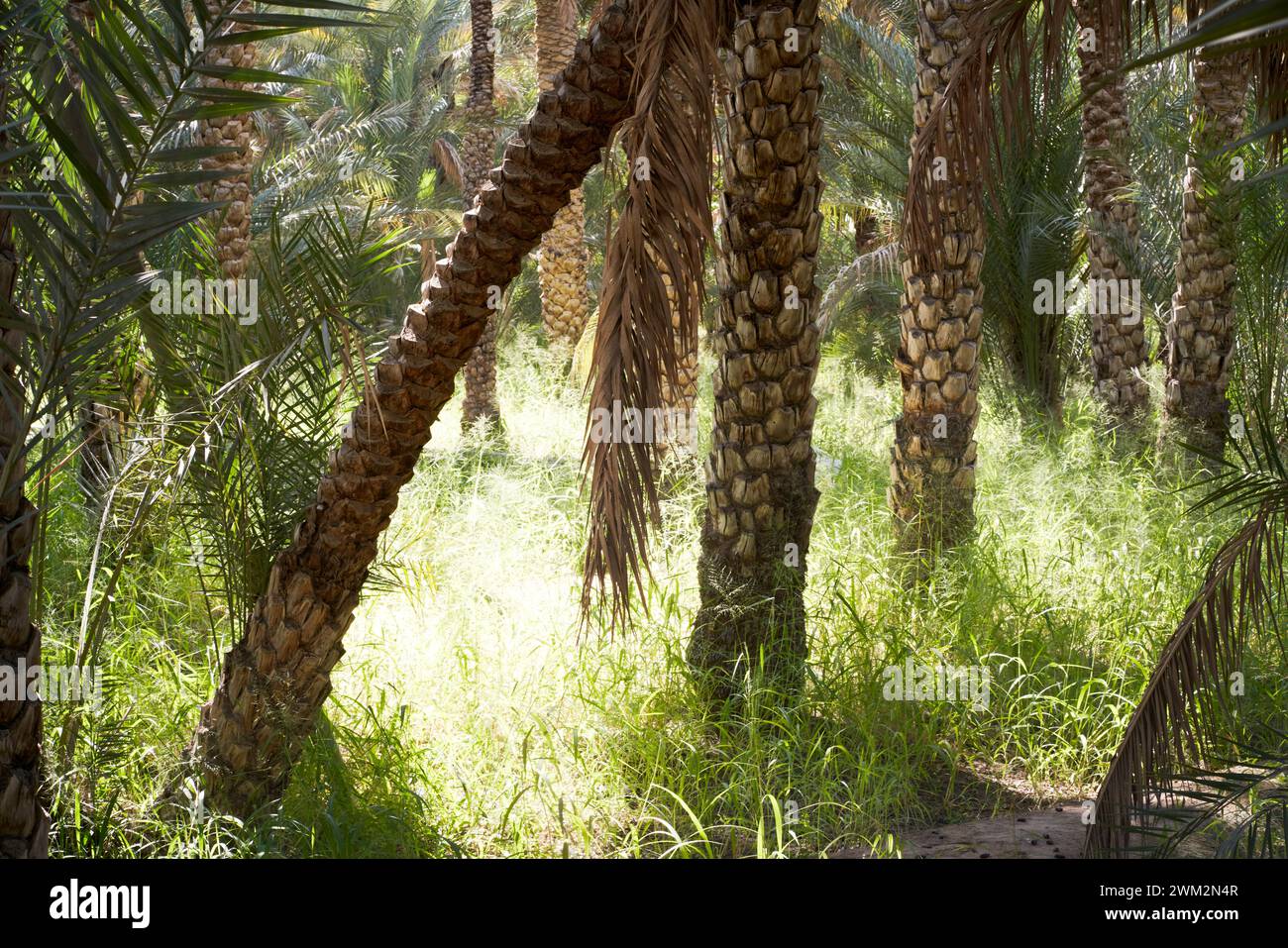 Al Ain Oasis, Abu Dhabi, Emiratos Árabes Unidos, que muestra riego y palmas datileras. Foto de stock