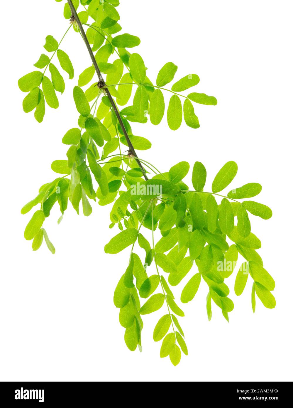 Ramas de Acacia con hojas verdes. Rama con hojas verdes jóvenes de primavera aisladas sobre fondo blanco. vegetación de primavera aislada. Foto de stock