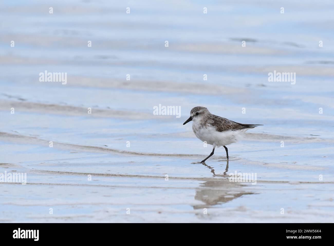 Los sanderlings (Calidris alba) son areniscas de tamaño mediano reconocibles por su plumaje pálido no reproductivo Foto de stock