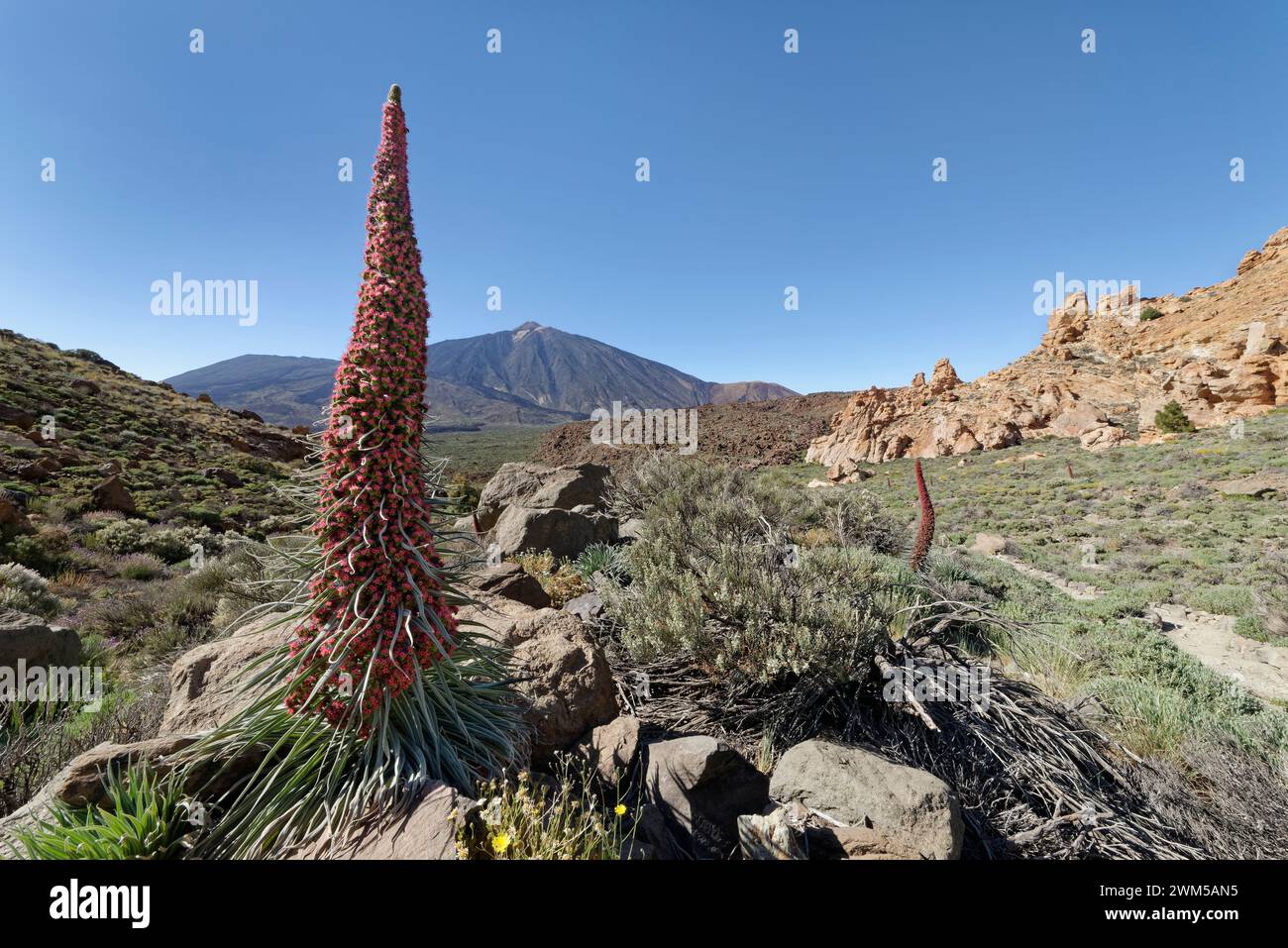 Bugloss del Teide / Torre de joyas (Echium wildpretii) floración debajo del Teide, Parque Nacional del Teide, Tenerife, Islas Canarias, mayo de 2023. Foto de stock