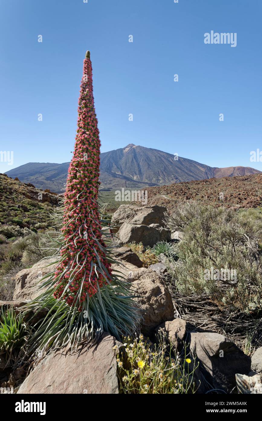 Bugloss del Teide / Torre de joyas (Echium wildpretii) floración debajo del Teide, Parque Nacional del Teide, Tenerife, Islas Canarias, mayo de 2023. Foto de stock