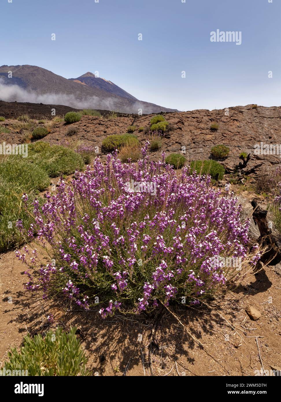 La flor de la pared del Teide (Erysimum scoparium) se agrupa en la caldera de Las Canadas, debajo del Teide, Parque Nacional del Teide, Tenerife, mayo. Foto de stock