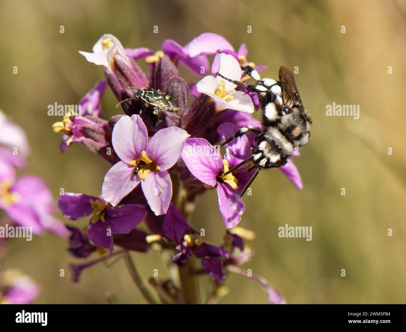 La abeja excavadora de cuco (Melecta curvispina), parásito de las abejas florales, una especie canaria endémica, proveniente del Teide wallflower (Erysimum scoparium) Tenerife. Foto de stock