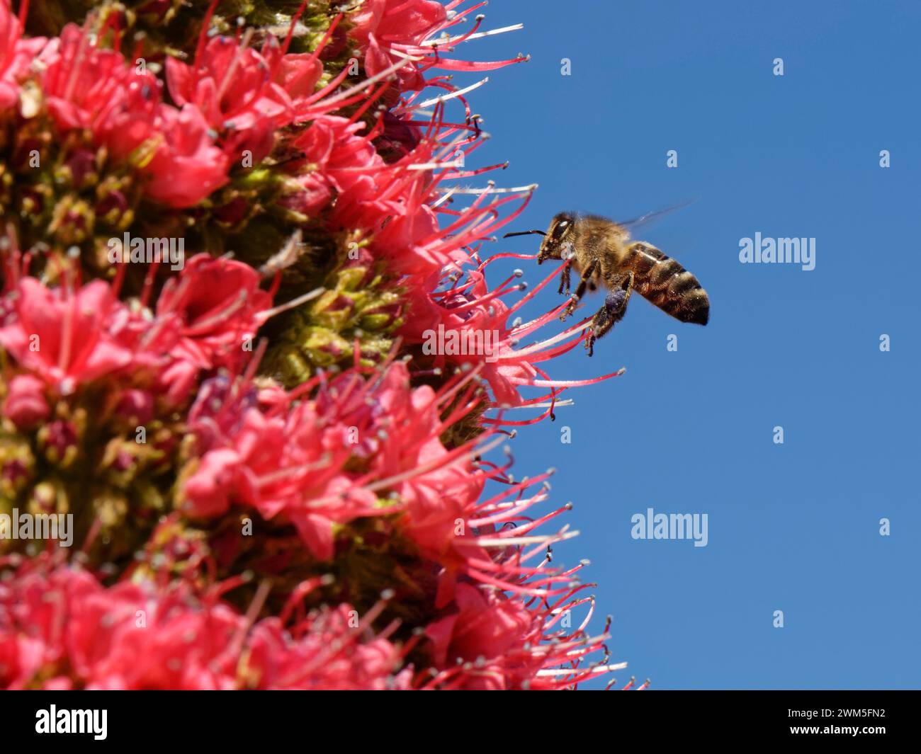 Abeja miel (Apis mellifera) volando en néctar desde el Monte Teide bugloss / Torre de joyas (Echium wildpretii) flores, Parque Nacional del Teide, Tenerife, Foto de stock