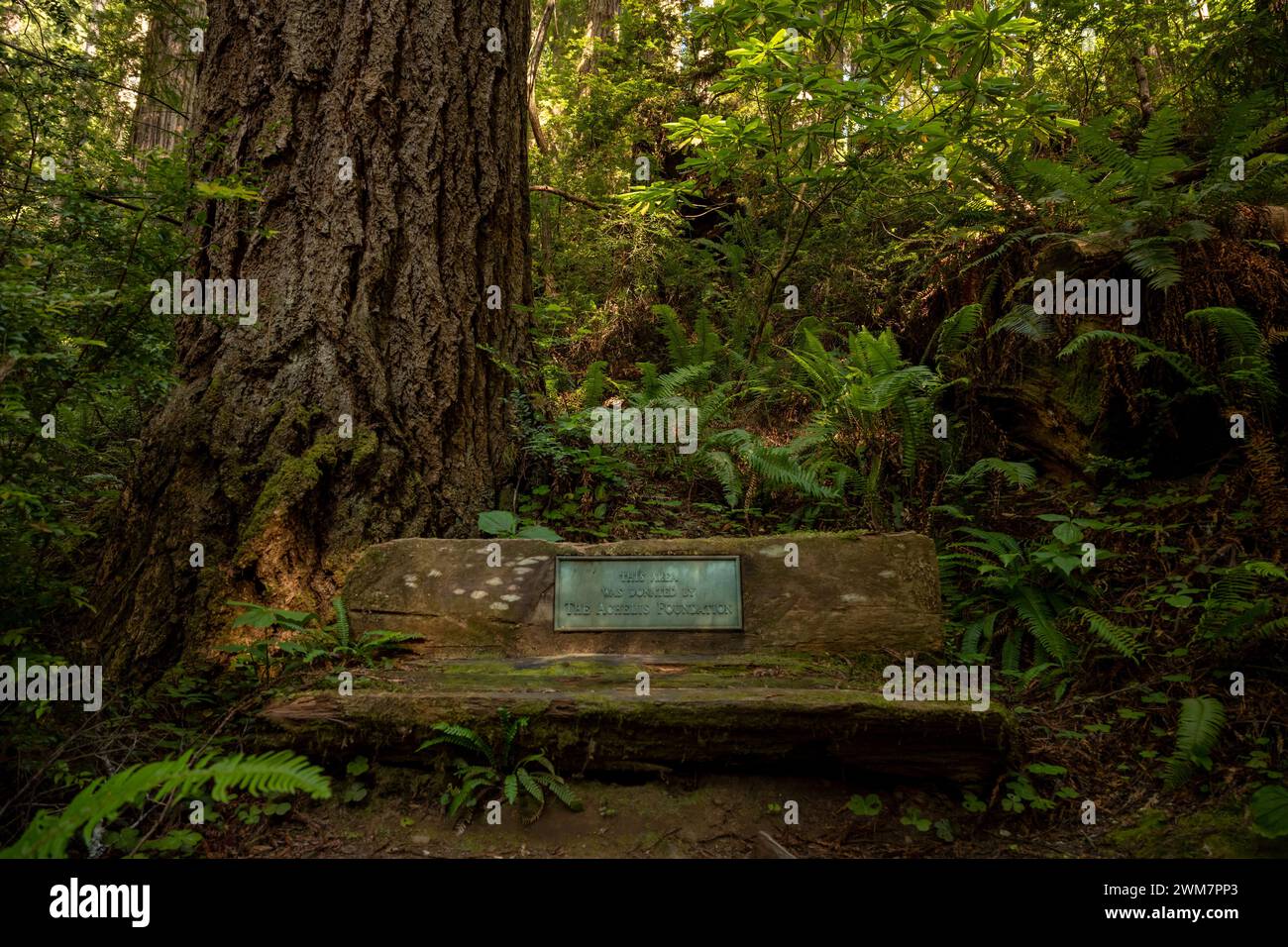 Banco Memorial hecho de madera desgastada y cubierto de musgo en el Parque Nacional Redwood Foto de stock