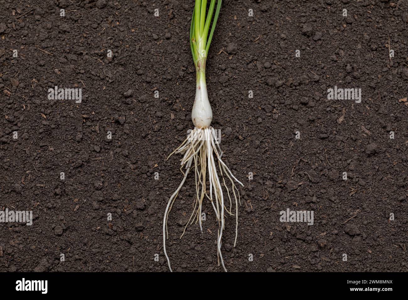 Trasplante de cebolla que muestra el sistema radicular, listo para la siembra de primavera. Jardinería, productos orgánicos y concepto de jardín casero. Foto de stock