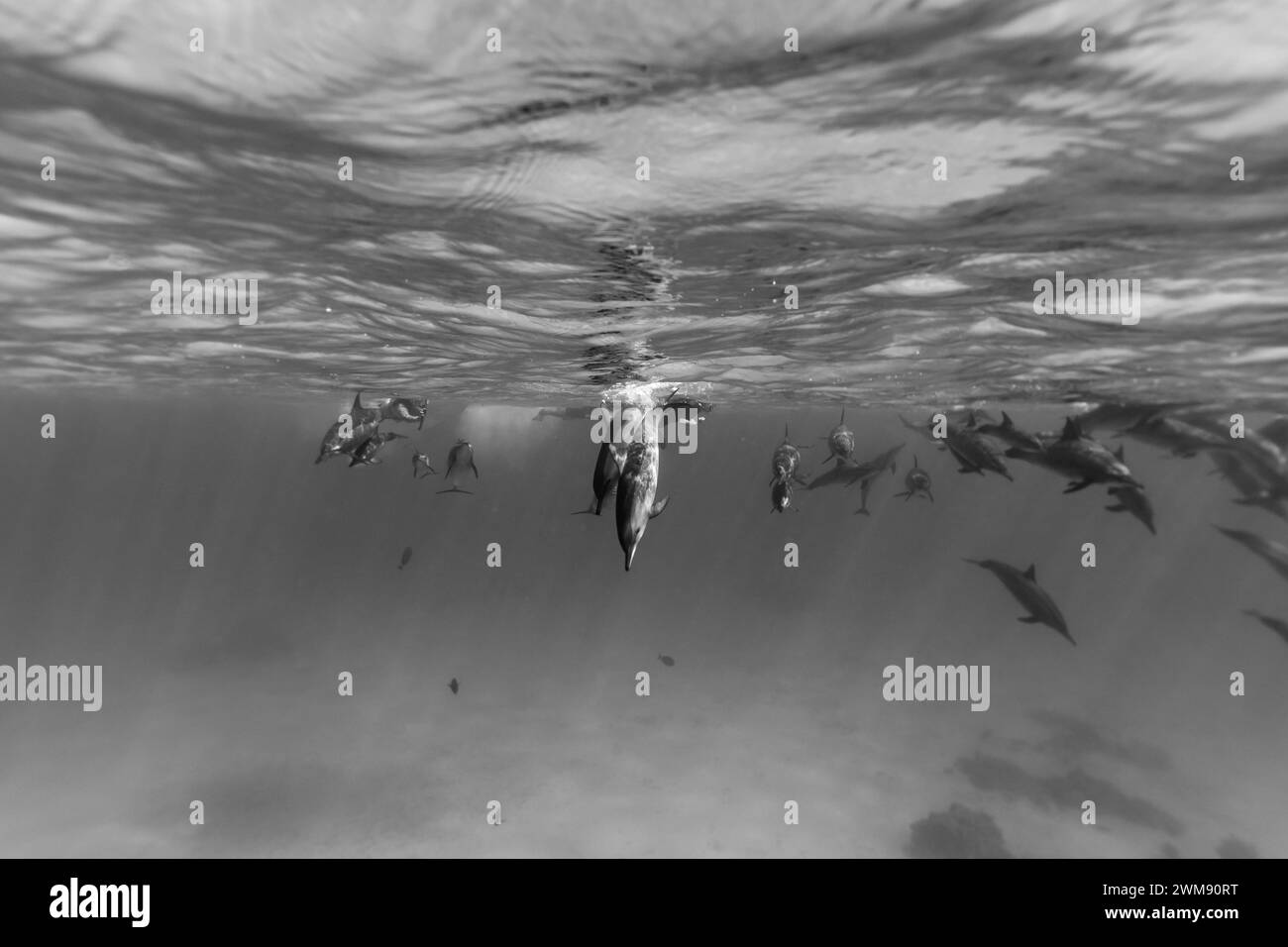 Los delfines inteligentes y juguetones Red Sea Spinner, Stenella longirostris, nadan en aguas tropicales azules claras Foto de stock