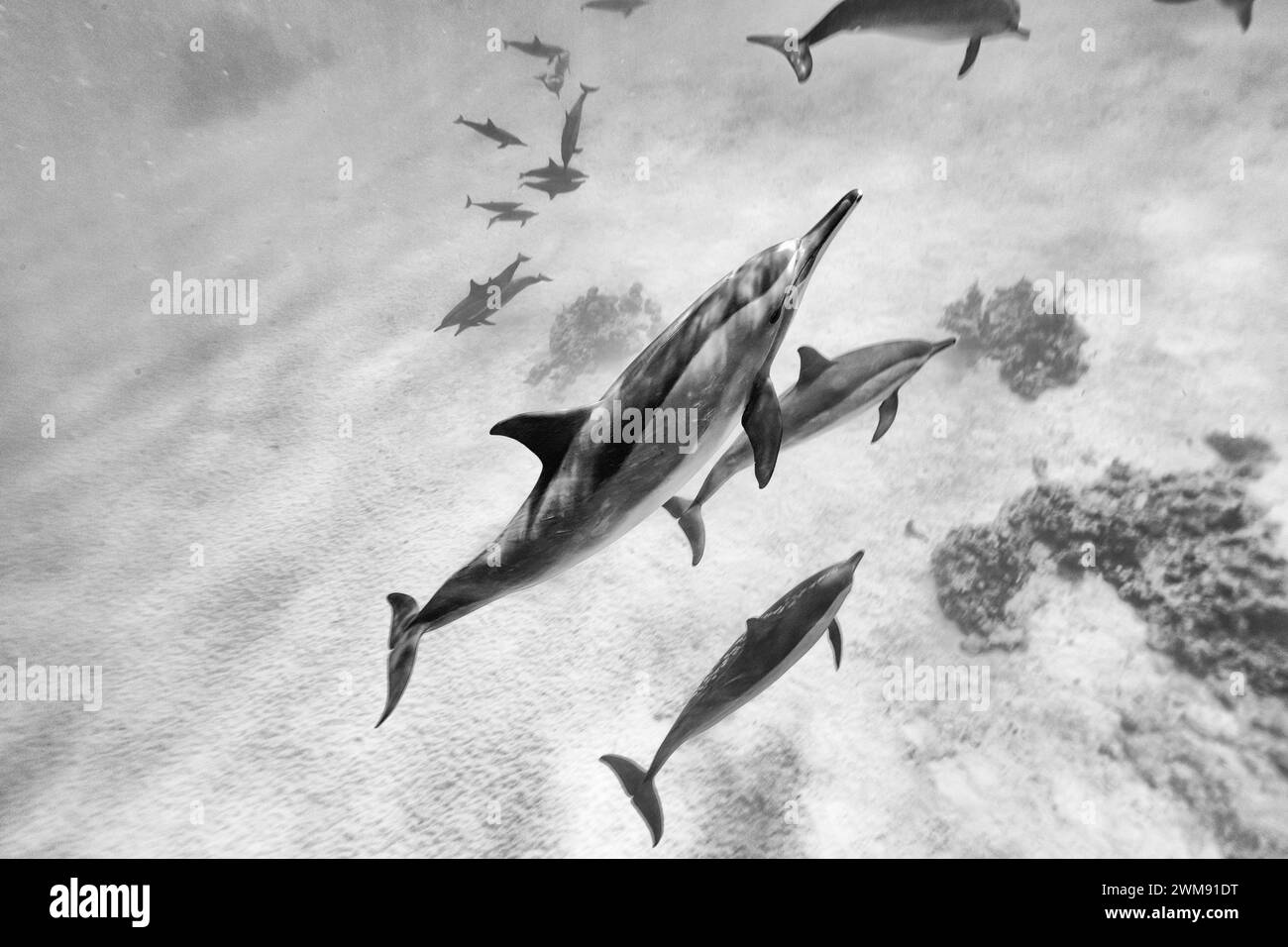 Los delfines inteligentes y juguetones Red Sea Spinner, Stenella longirostris, nadan en aguas tropicales azules claras Foto de stock