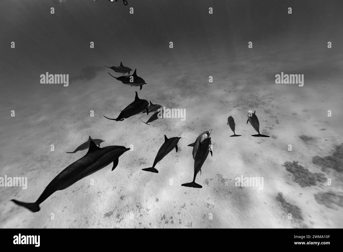 Los delfines inteligentes y juguetones Red Sea Spinner, Stenella longirostris, nadan en aguas tropicales azules claras Foto de stock