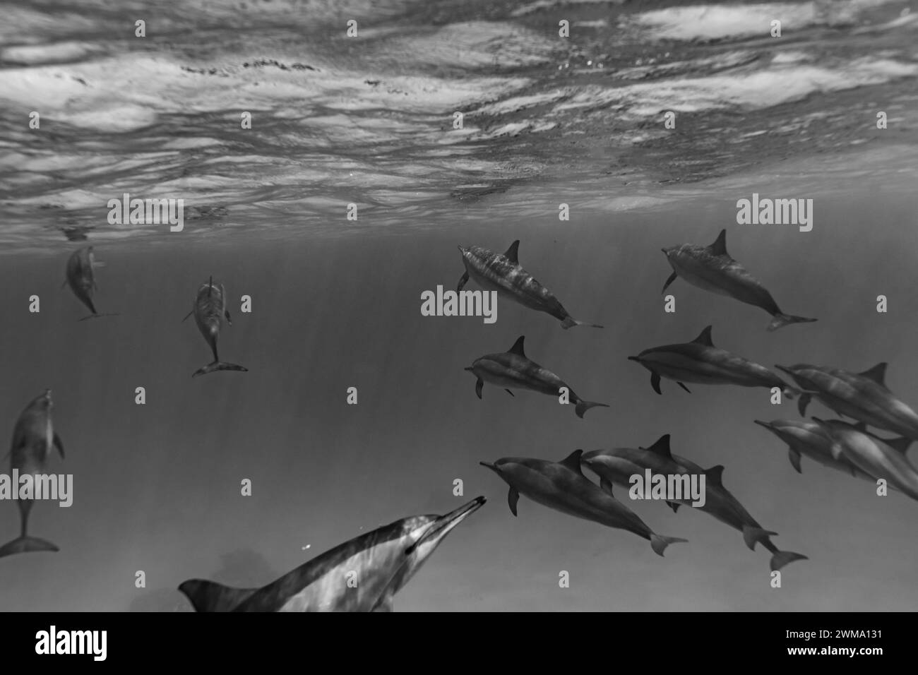 Los delfines inteligentes y juguetones Red Sea Spinner, Stenella longirostris, nadan en aguas tropicales azules claras Foto de stock