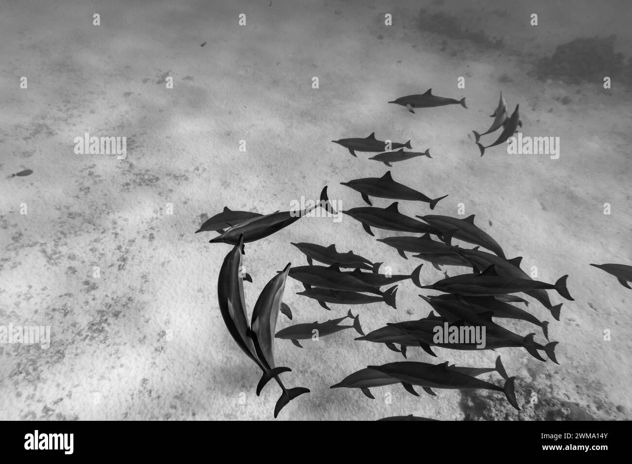 Vaina de delfines inteligentes y juguetones Red Sea Spinner, Stenella longirostris, nadan en aguas tropicales azules claras Foto de stock