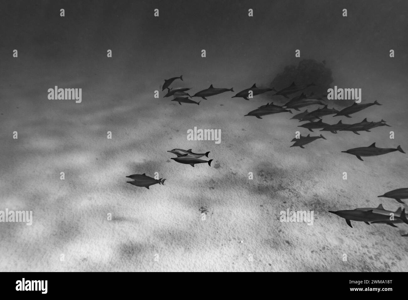 Los delfines inteligentes y juguetones Red Sea Spinner, Stenella longirostris, nadan en aguas tropicales azules claras Foto de stock