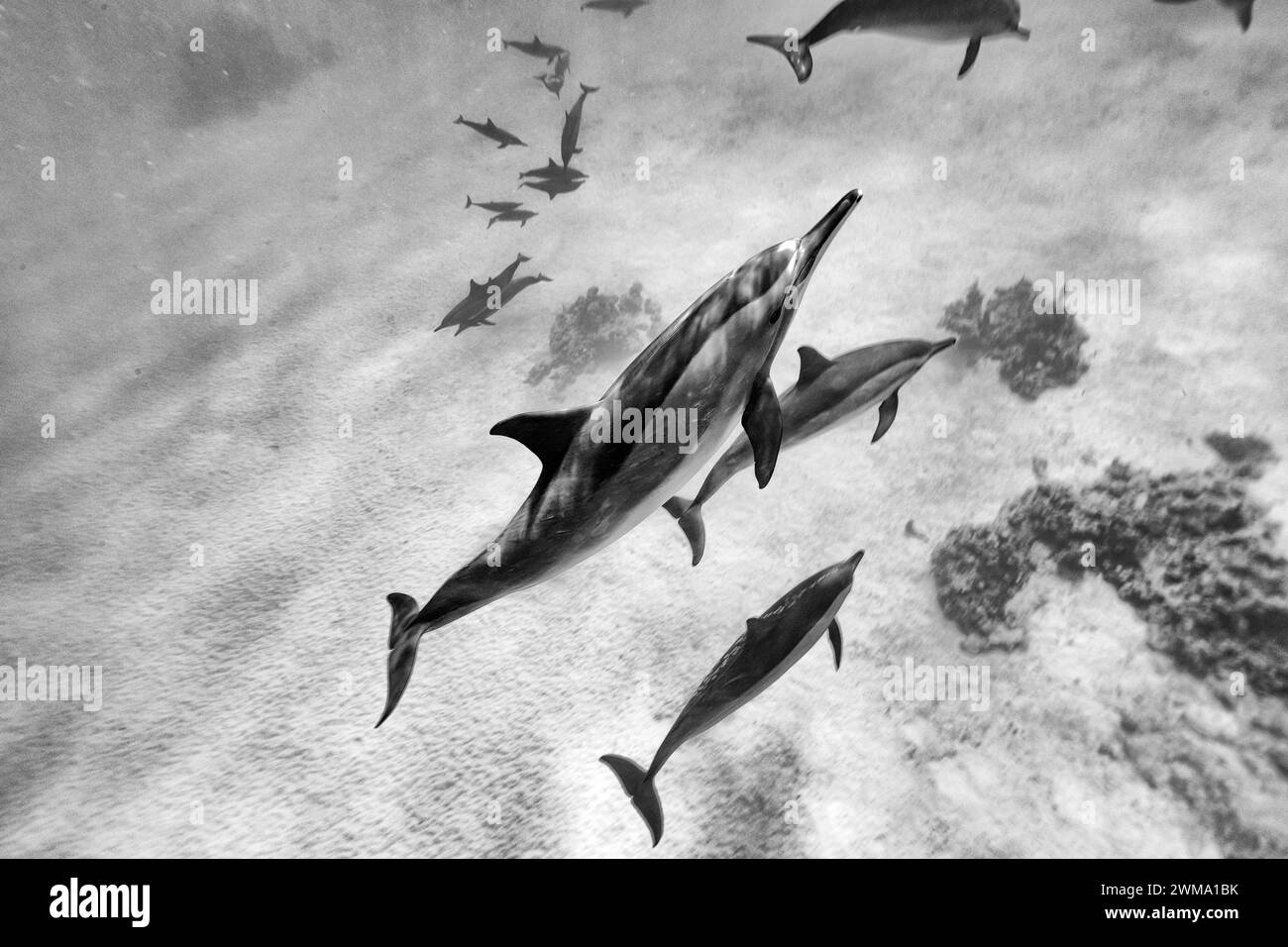 Los delfines inteligentes y juguetones Red Sea Spinner, Stenella longirostris, nadan en aguas tropicales azules claras Foto de stock
