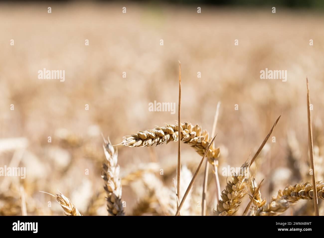 Trigo (Triticum) en el campo de trigo, Freising, Alta Baviera, Baviera, Alemania Foto de stock