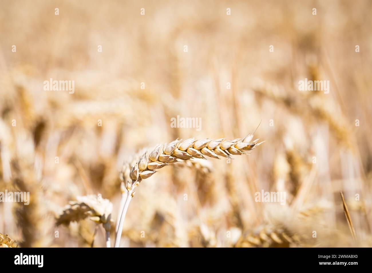 Trigo (Triticum) en el campo de trigo, Freising, Alta Baviera, Baviera, Alemania Foto de stock