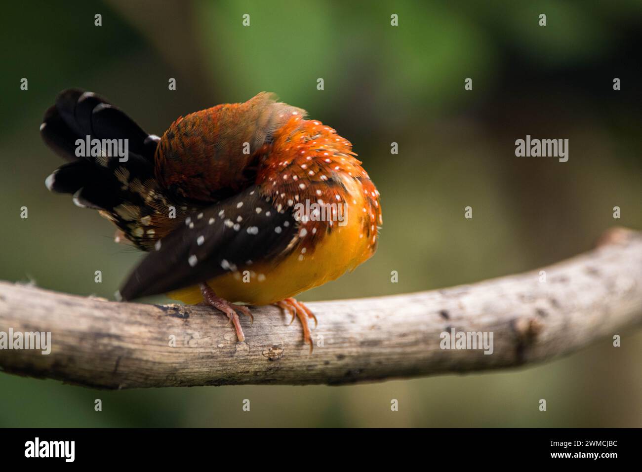 Primer plano de un pinzón de fresa (Amandava amandava) en una rama que precia sus plumas, Indonesia Foto de stock