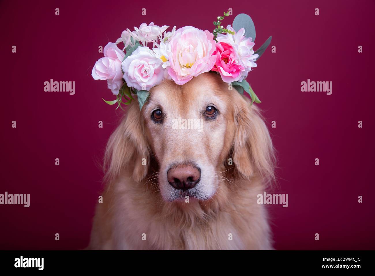 Retrato de un recuperador de oro con un tocado floral Foto de stock