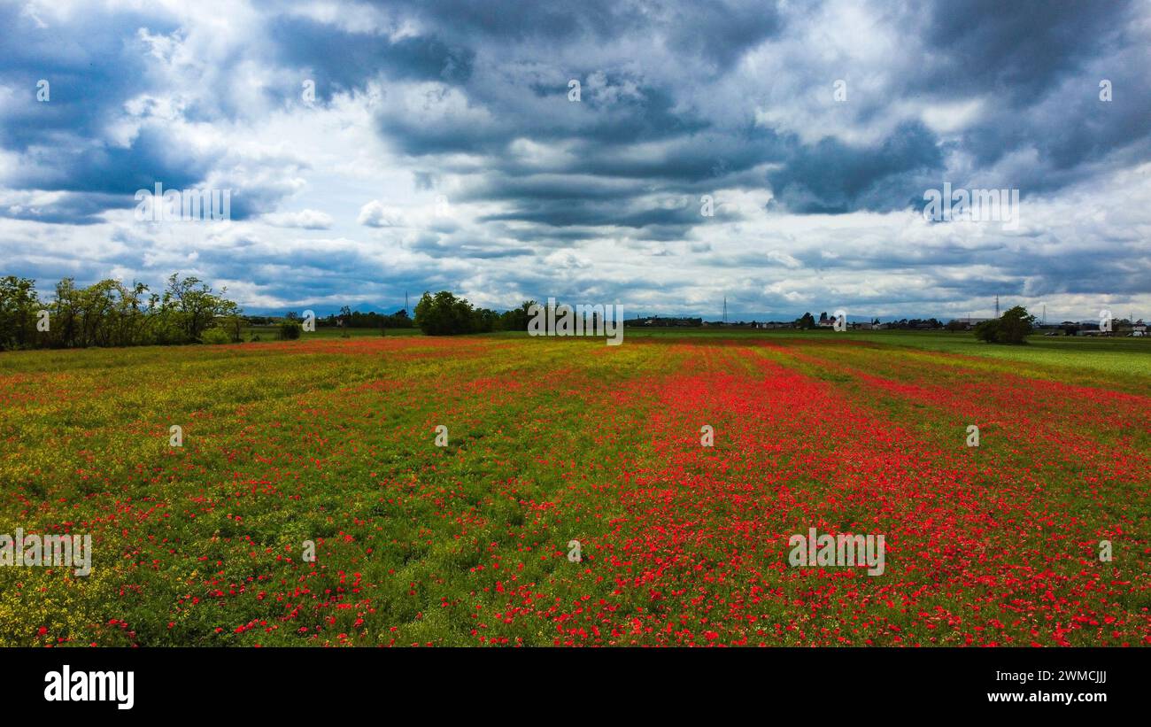 Campo de amapolas rojas en flor, Alessandria, Piamonte, Italia Foto de stock