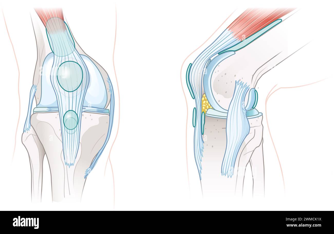 Las bursas de rodilla son pequeños sacos llenos de líquido ubicados alrededor de la articulación de la rodilla. Actúan como amortiguadores entre los huesos y los tendones para reducir la fricción durante el movimiento Foto de stock