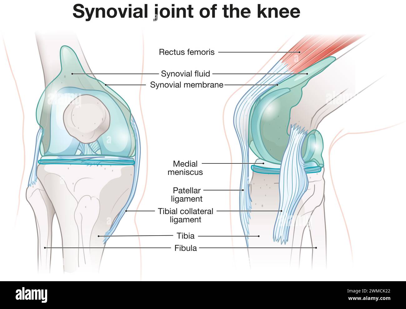 La articulación sinovial de la rodilla es una estructura compleja donde los huesos se encuentran, envueltos por una membrana sinovial que secreta líquido. Este lubricante reduce la fricción Foto de stock