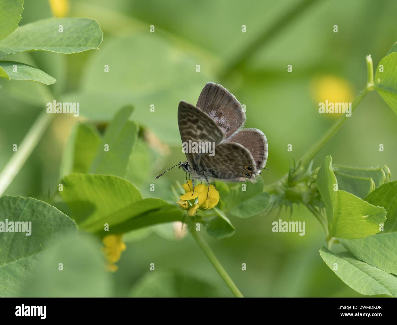 Vista ventral de Lampides boeticus, el guisante azul o mariposa azul de cola larga. Foto de stock