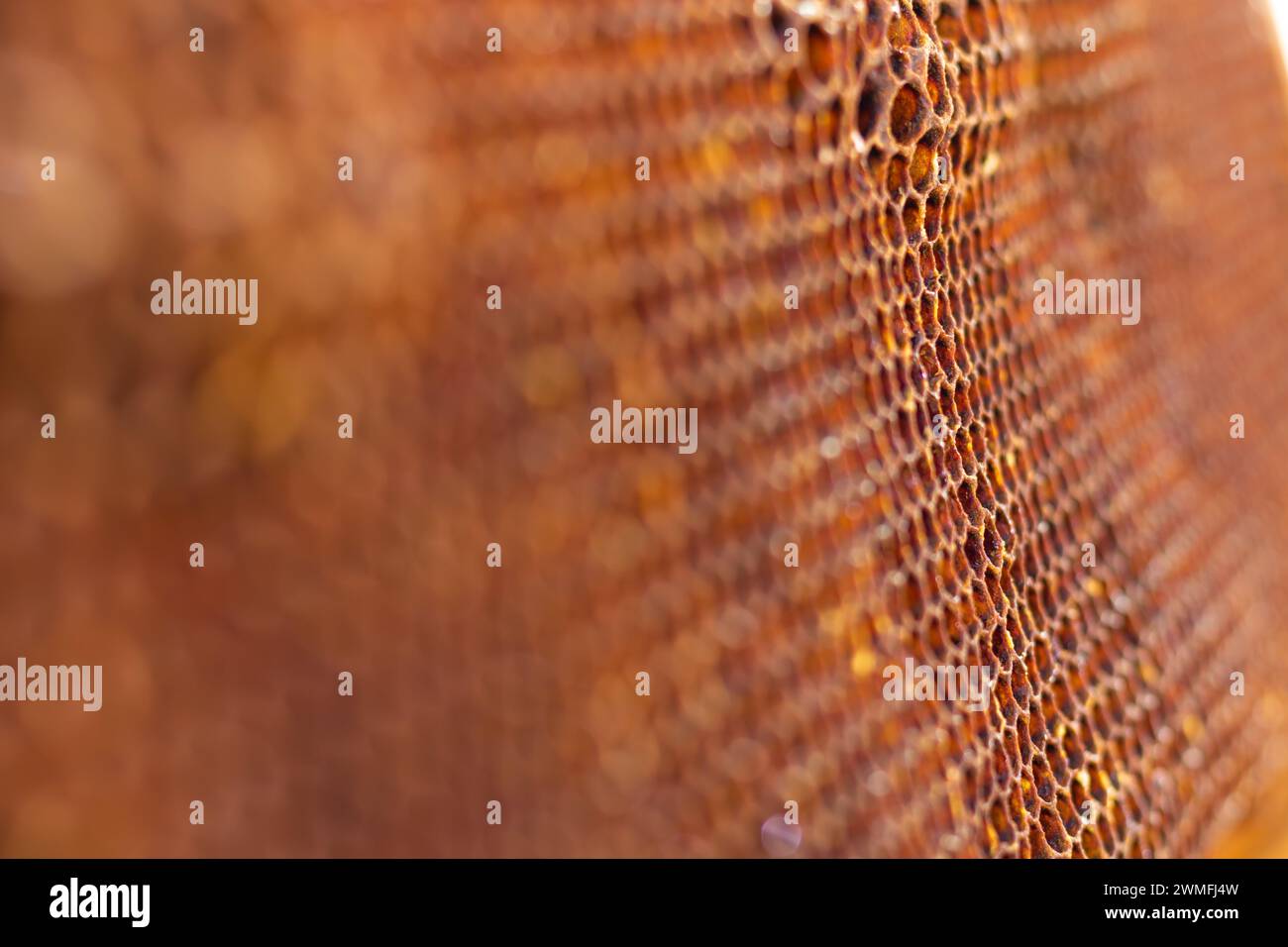 Vista macro de nido de abeja. Apicultura o apicultura concepto foto. Enfoque selectivo en el fondo. Foto de stock