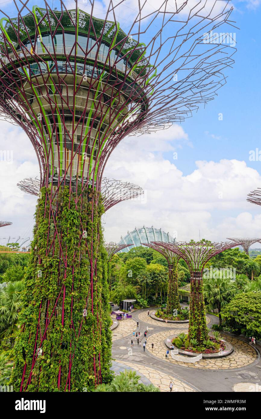 La Supertree Grove en los jardines junto a la bahía, Singapur Foto de stock