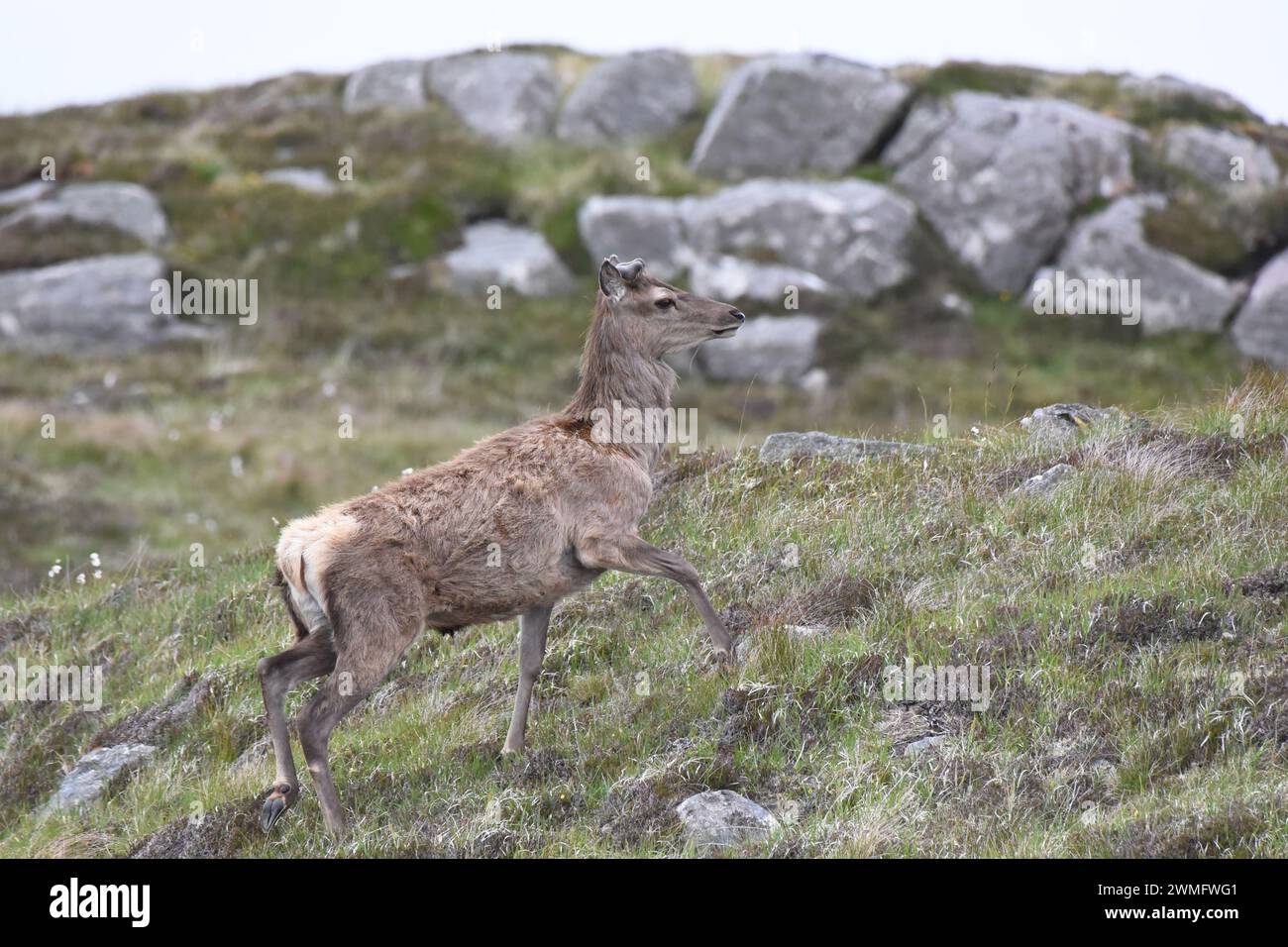 Joven ciervo rojo escocés con astas en terciopelo Foto de stock