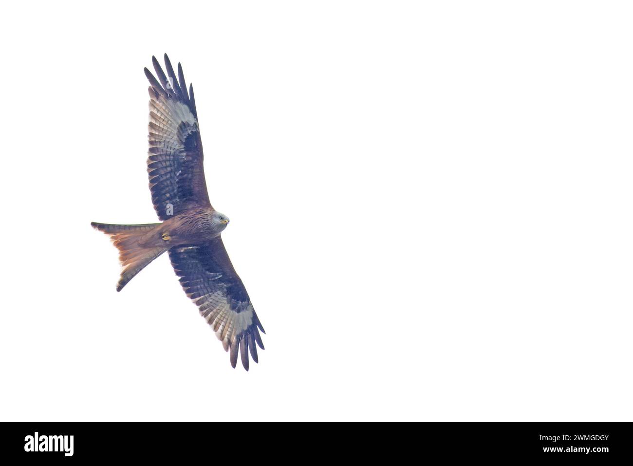 Red Kite (Milvus milvus) volando Norfolk febrero 2024 Foto de stock