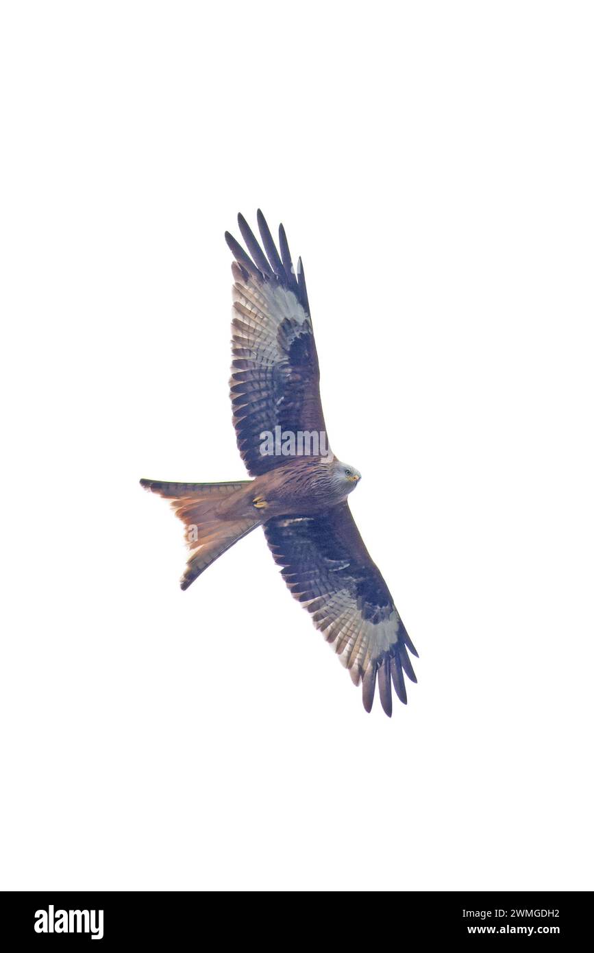 Red Kite (Milvus milvus) volando Norfolk febrero 2024 Foto de stock