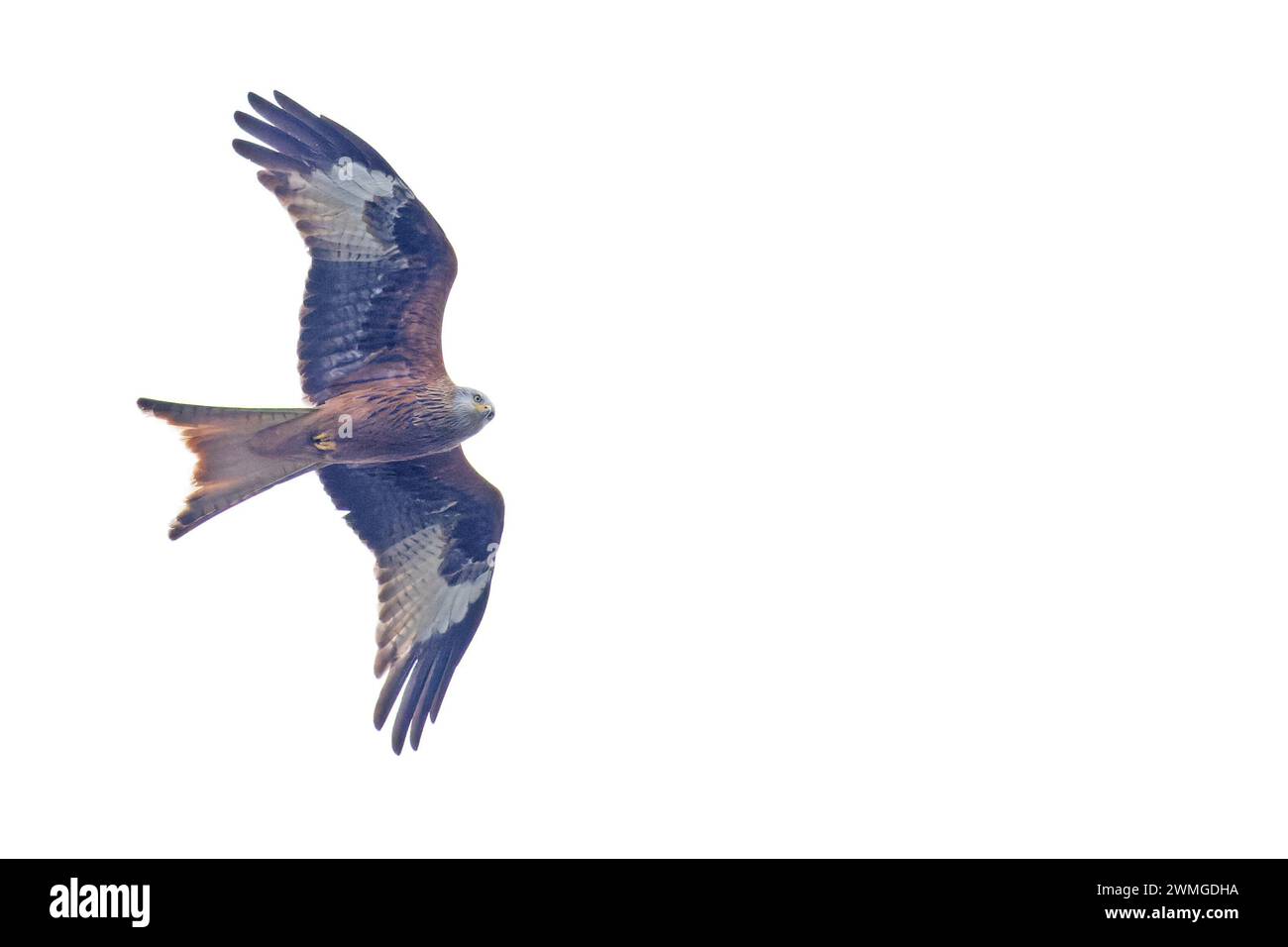 Red Kite (Milvus milvus) volando Norfolk febrero 2024 Foto de stock