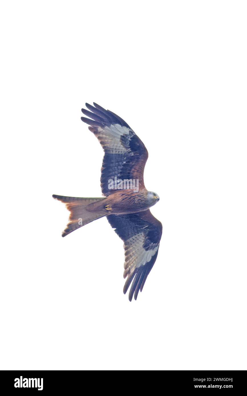 Red Kite (Milvus milvus) volando Norfolk febrero 2024 Foto de stock