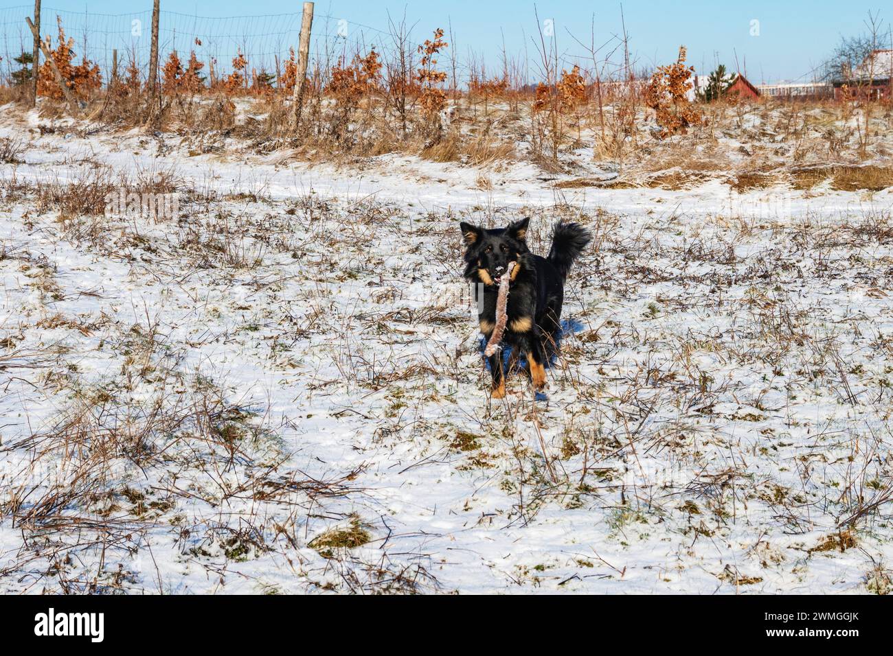 Lindo perro negro joven (pastor bohemio) en prado nevado con palo en la boca. Foto de stock