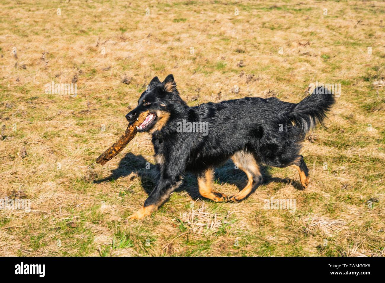 Perro pastor bohemio negro joven corre en prado con palo en la boca. república Checa raza nacional. Foto de stock