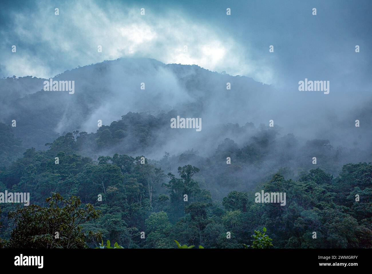 Parque Nacional Henri Pittier, Venezuela, América del Sur. Foto de stock