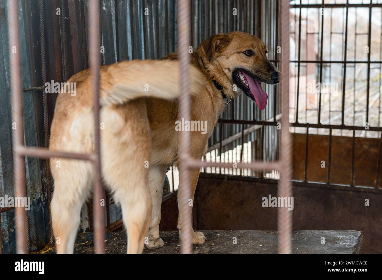 Perro en refugio de animales esperando la adopción. Perro detrás de las vallas. Canino tras las rejas. Los perros miran a través de una valla de metal Foto de stock