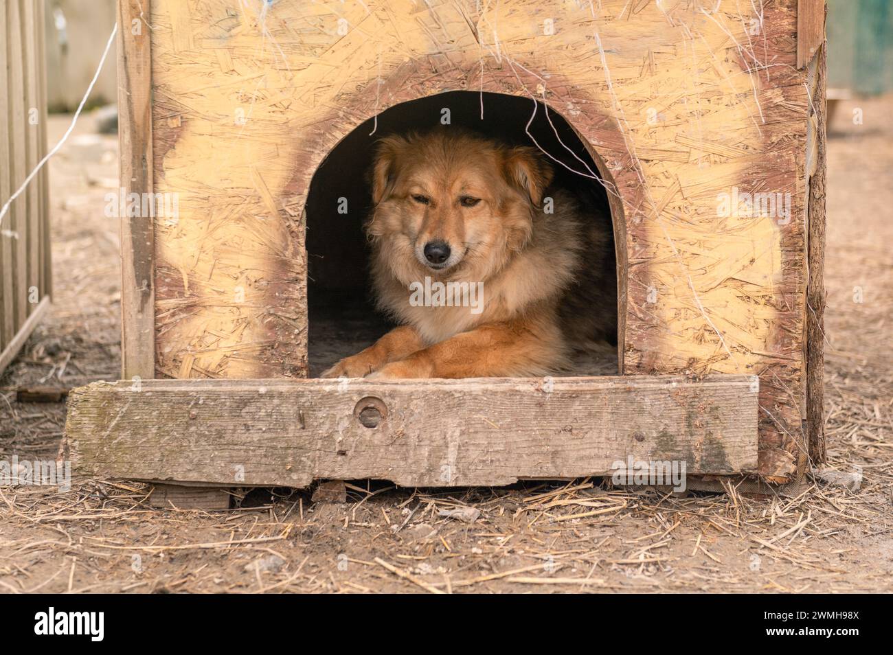 Perro callejero en una perrera en un refugio de animales. Solitario triste abandonado perro callejero. Concepto de rescate animal Foto de stock
