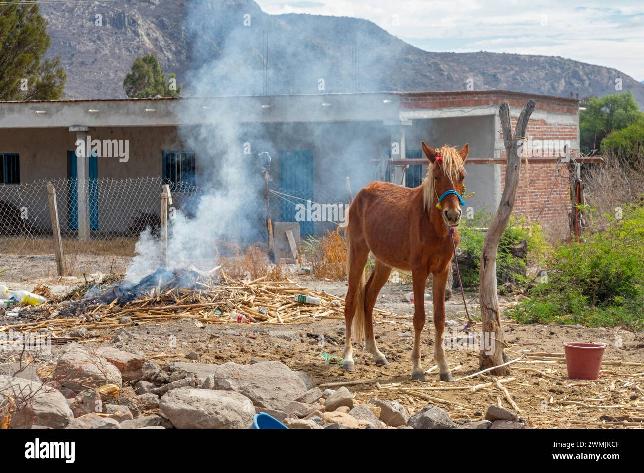Tanivet, Oaxaca, México - Un caballo está atado a un árbol muerto junto a un fuego ahumado en un pequeño pueblo. Prácticamente todos los hombres de esta ciudad se han ido para el Foto de stock