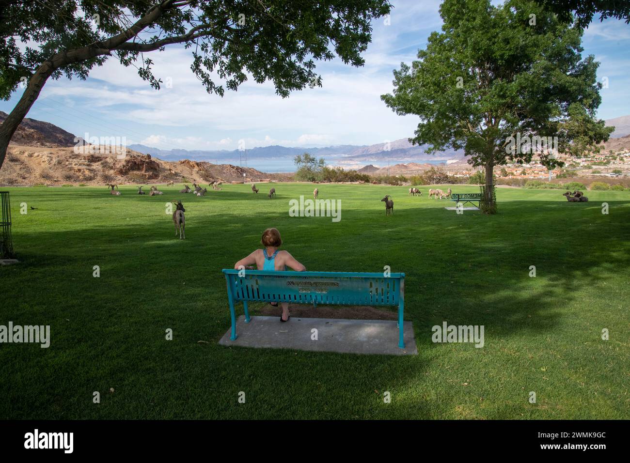 Mujer sentada en el banco del parque observa ovejas del desierto Bighorn (Ovis canadensis nelsoni) en el parque Hemenway, ciudad de Boulder, Nevada con el lago Meade en el dista Foto de stock