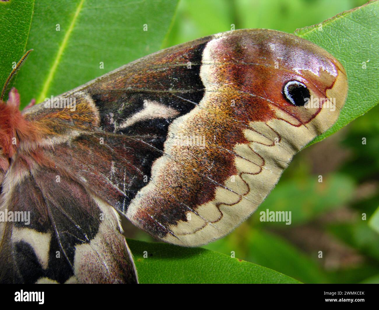 Promethea Moth (Callosamia promethea), primer plano de detalle de ala Foto de stock