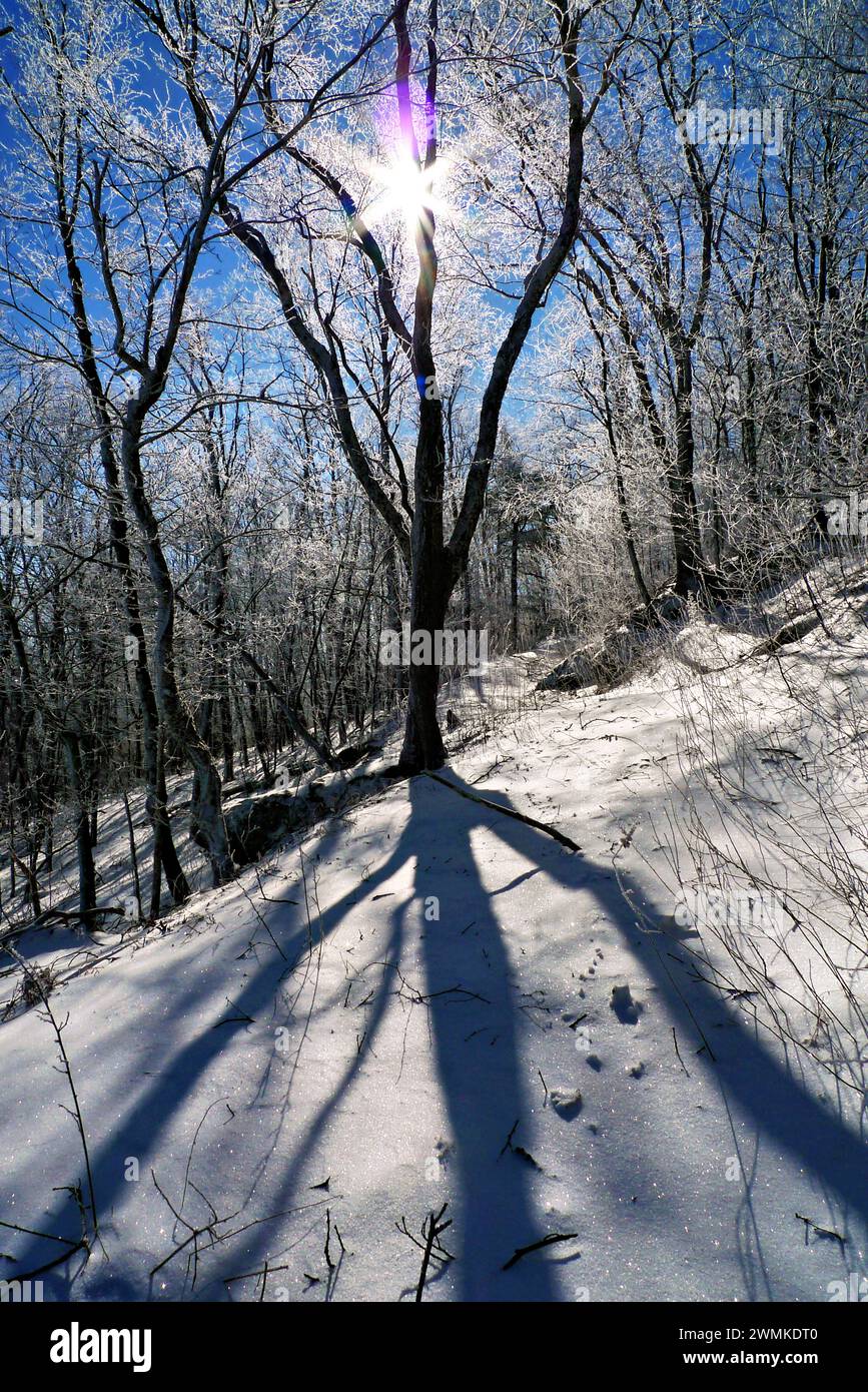 Sunburst arroja la sombra de un árbol sobre la nieve Foto de stock