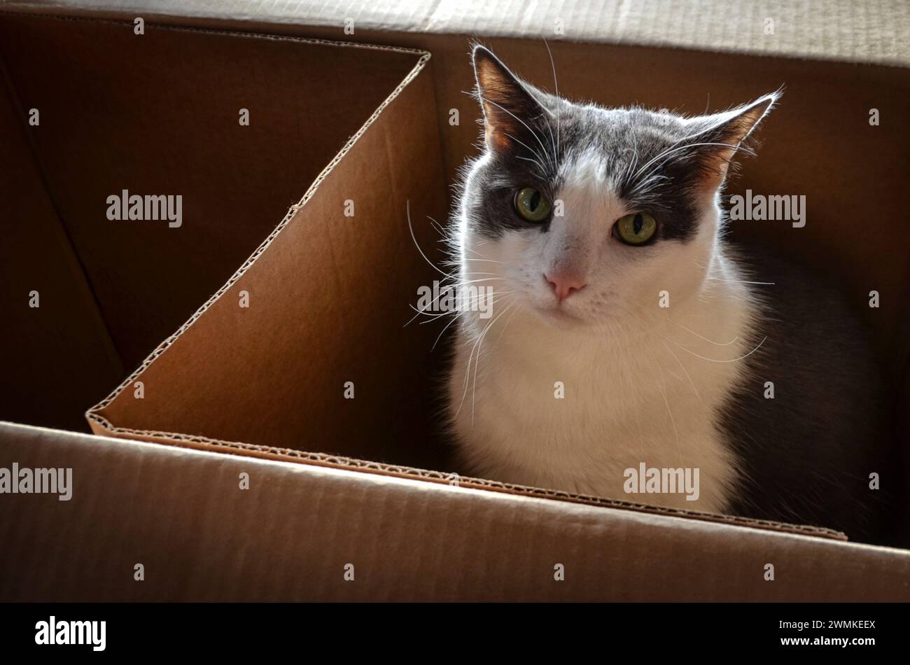 Gato sentado en una caja de cartón mirando a la cámara Foto de stock