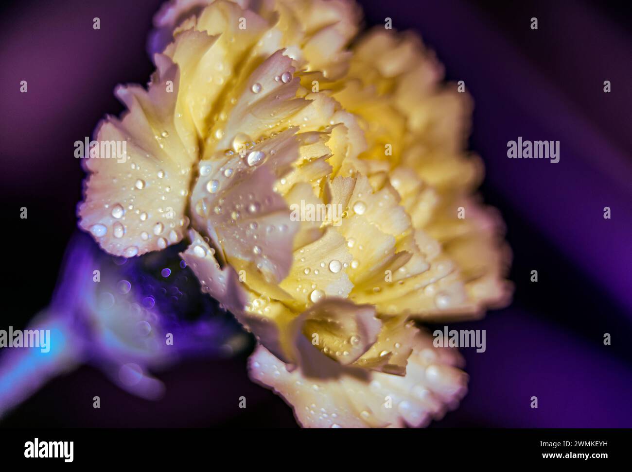 Detalle de primer plano de un clavel amarillo pálido (Dianthus caryophyllus) cubierto de gotas de agua e iluminado por la luz, con un fondo iluminado púrpura Foto de stock