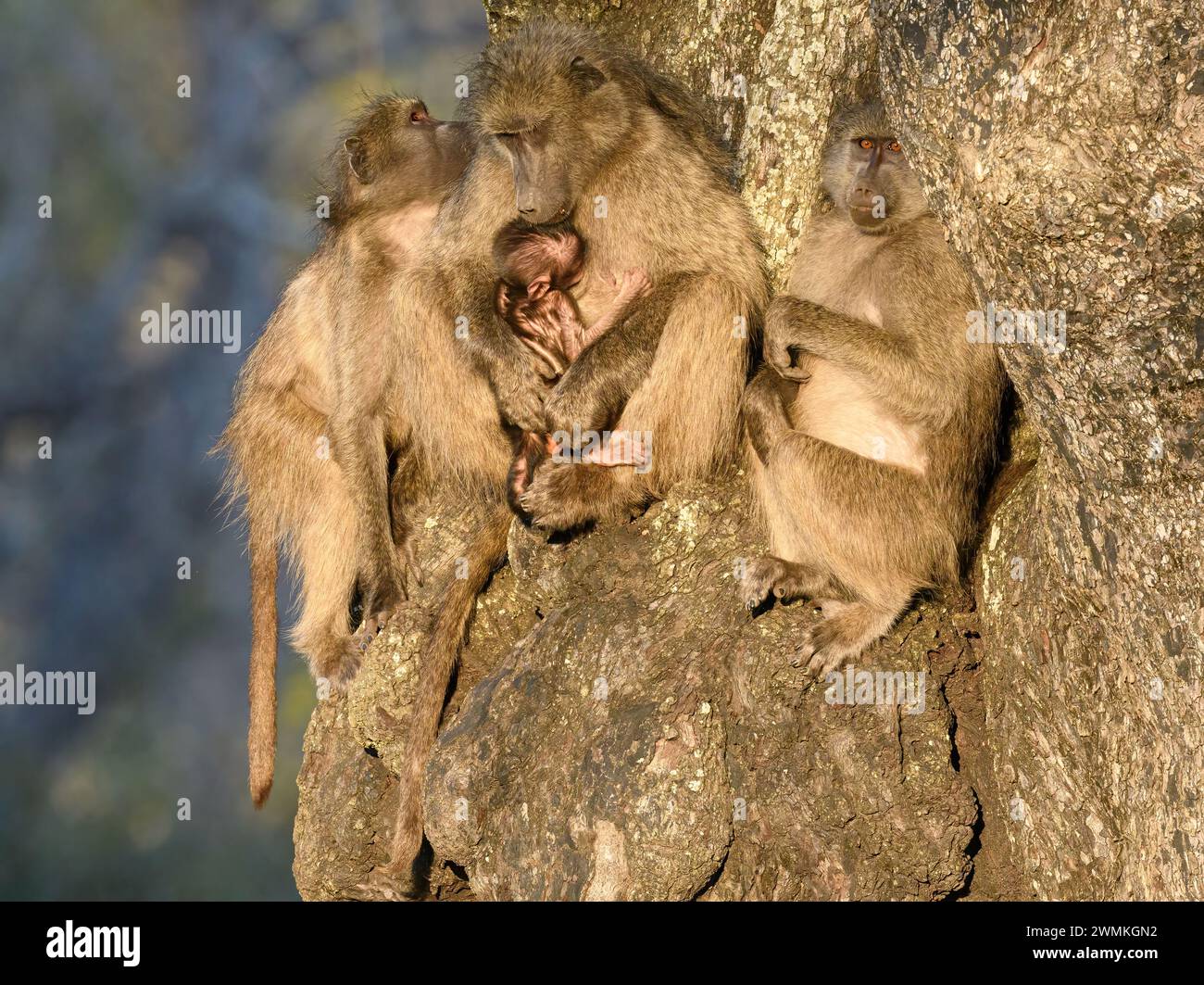 Familia de babuinos Chacma con un bebé recién nacido en un árbol Foto de stock