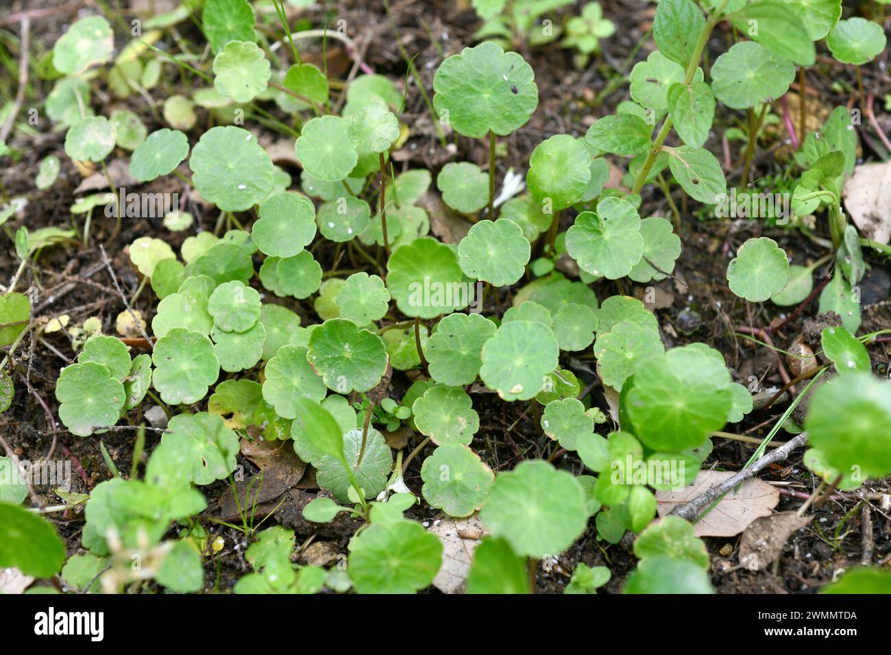 La peniywort (Hydrocotyle vulgaris) es una hierba acuática perenne nativa de Europa y Turquía. Crece en pantanos y turberas. Foto de stock