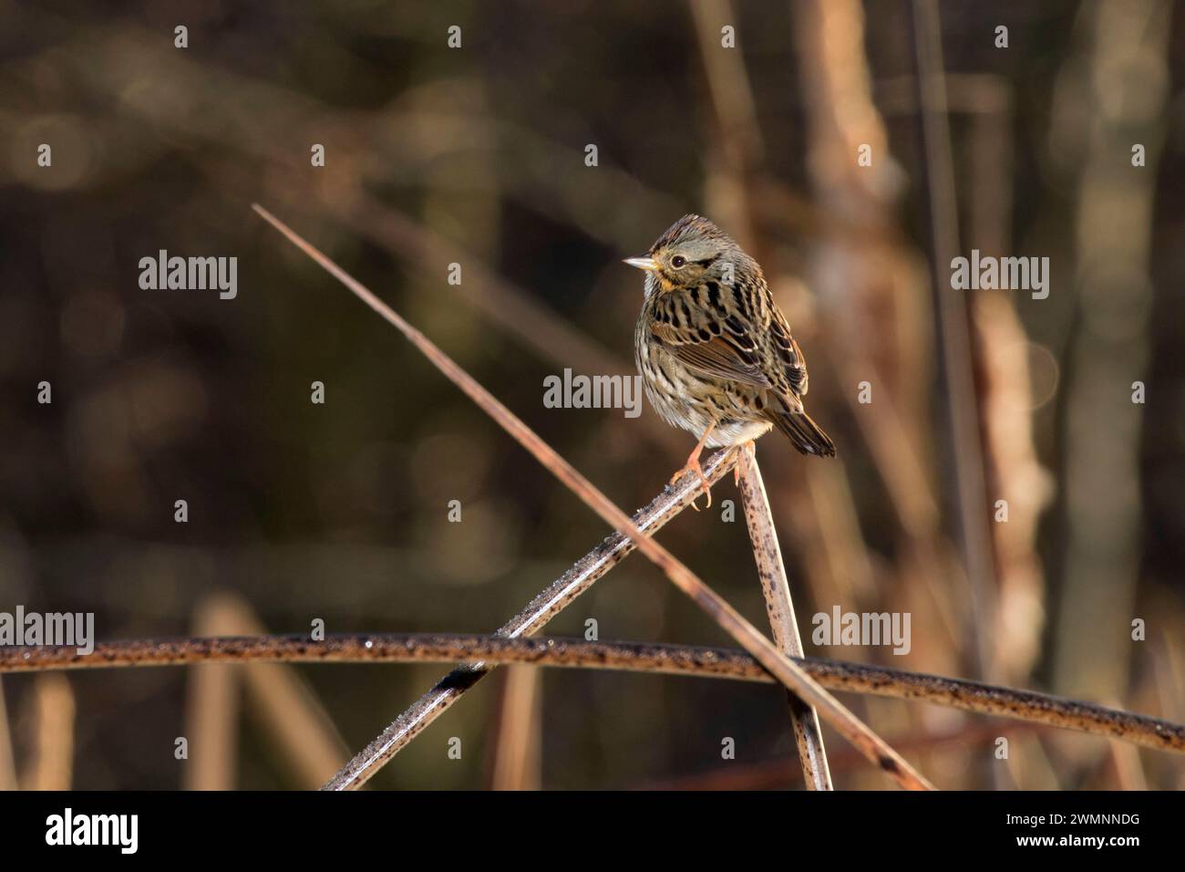 Sparrow, hablando de Jardines Acuáticos, en Albany, Oregon Foto de stock